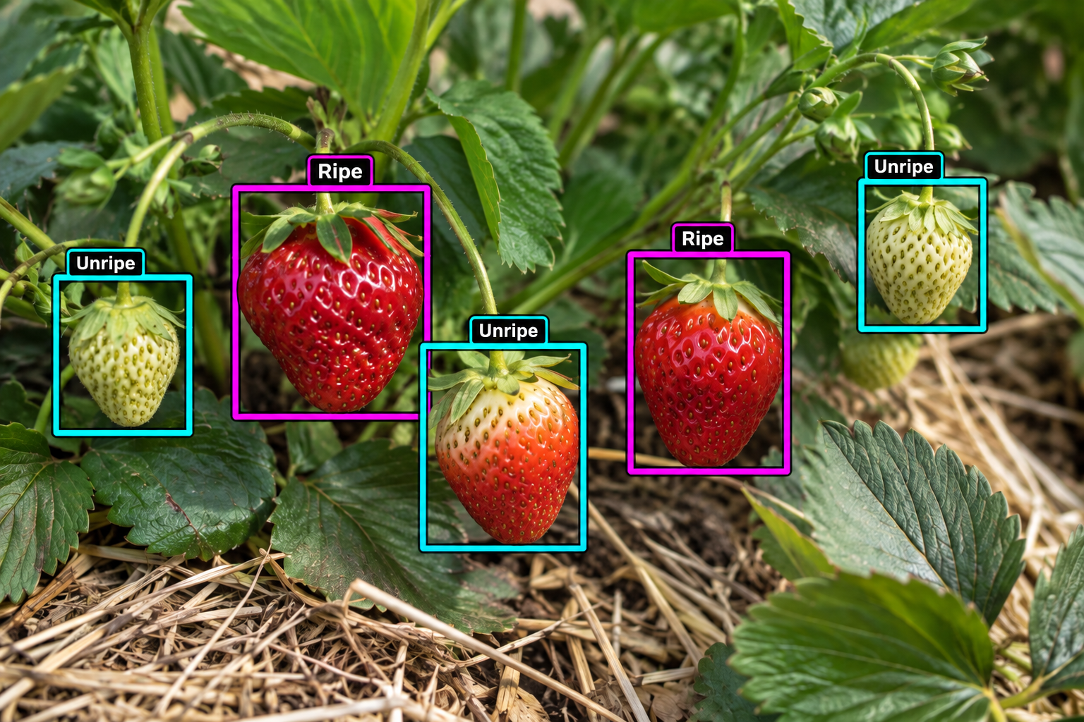 Fruit Ripeness & Robotic Harvesting Guidance